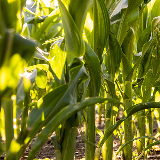 Corn