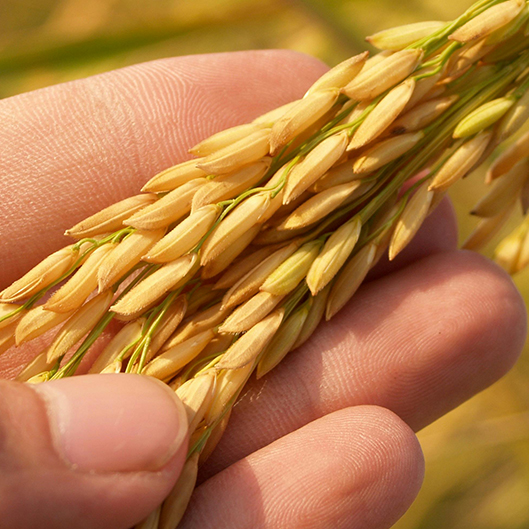 Other Seeds