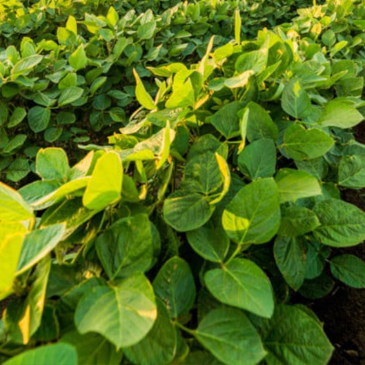 Soybean